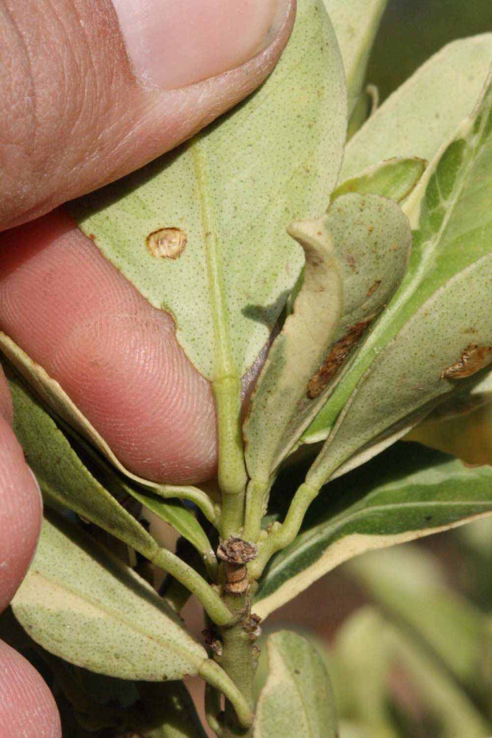              Petiole (Riverside, CA)       